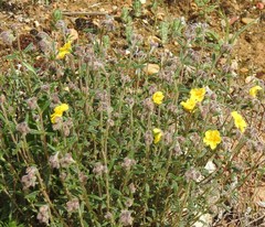 Helianthemum hirtum