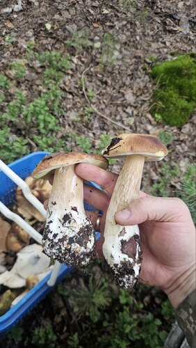Наблюдение на iNaturalist