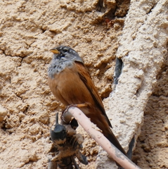 Emberiza sahari