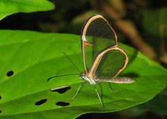Episcada hymenaea hymenaea