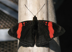 Adelpha lycorias