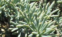 Aspalathus rigidifolia