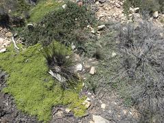 Aspalathus rigidifolia