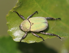 Hoplia parvula
