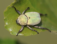 Hoplia parvula