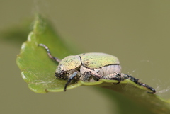 Hoplia parvula