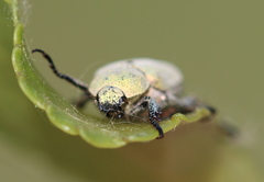 Hoplia parvula