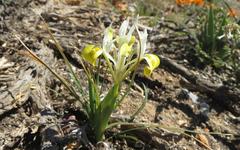 Moraea macronyx