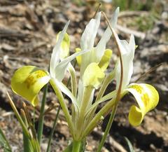 Moraea macronyx