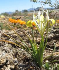 Moraea macronyx