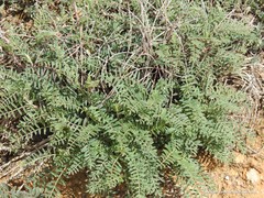 Hippocrepis scabra