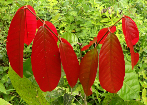 Carapa guianensis - Whole tree