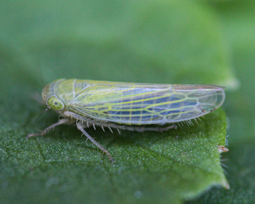 Leafhopper