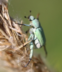 Hoplia parvula