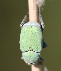 Hoplia parvula