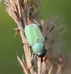 Hoplia parvula