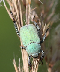 Hoplia parvula