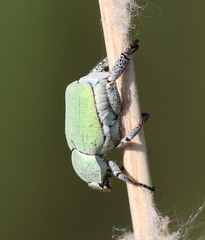 Hoplia parvula