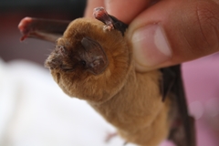 Mormoops megalophylla