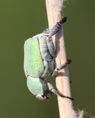 Hoplia parvula
