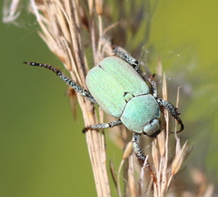 Hoplia parvula