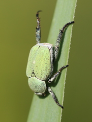 Hoplia parvula