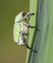Hoplia parvula