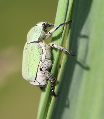 Hoplia parvula