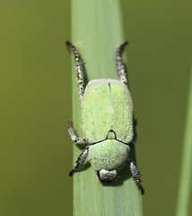 Hoplia parvula