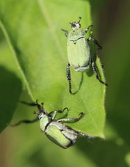 Hoplia parvula