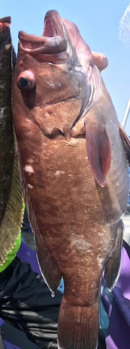 Bar rockcod (Hyporthodus septemfasciatus) — Serranidae — 5