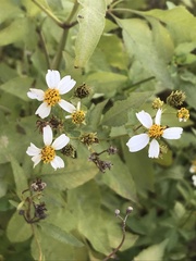 Bidens alba
