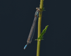 Pseudagrion citricola