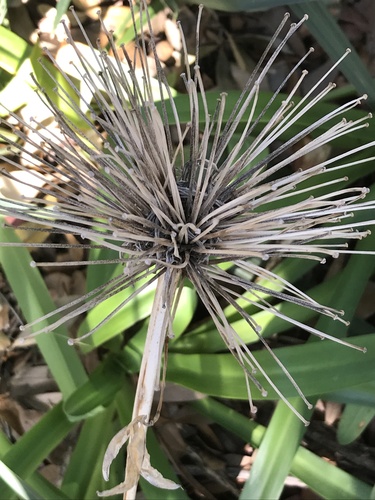 Agapanthus image