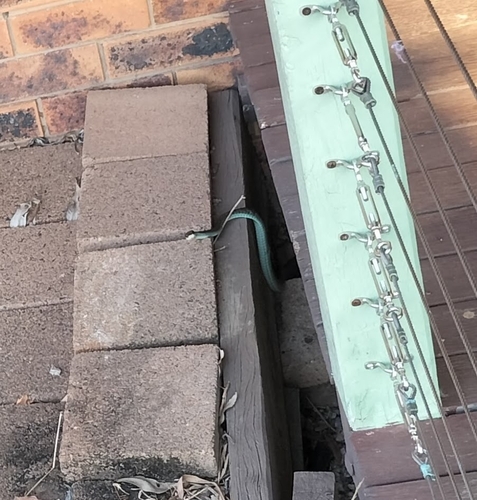 Common Tree Snake sighting