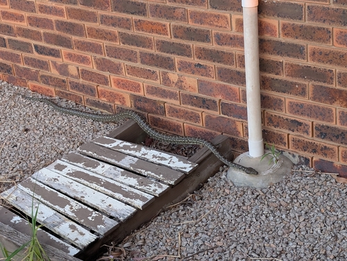 Coastal Carpet Python sighting
