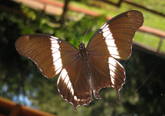 Siproeta epaphus trayja