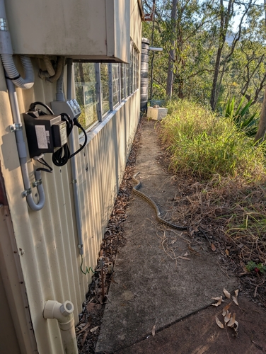 Coastal Carpet Python sighting