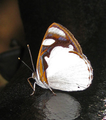 Dynamine coenus