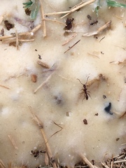 Leptogenys elongata