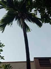 Areca catechu
