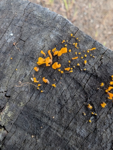 Dacrymyces spathularia