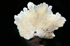 Flabellophora