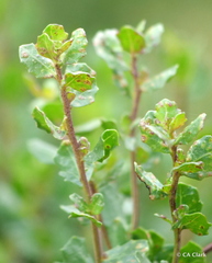 Aceria baccharipha