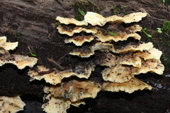 Flabellophora