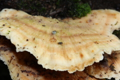 Flabellophora