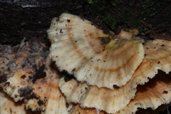Flabellophora