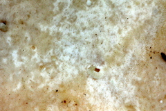 Flabellophora
