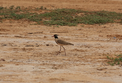 Vanellus tectus tectus