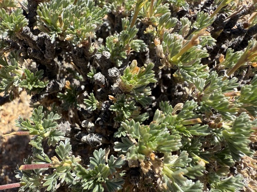 Pelargonium sericifolium 2